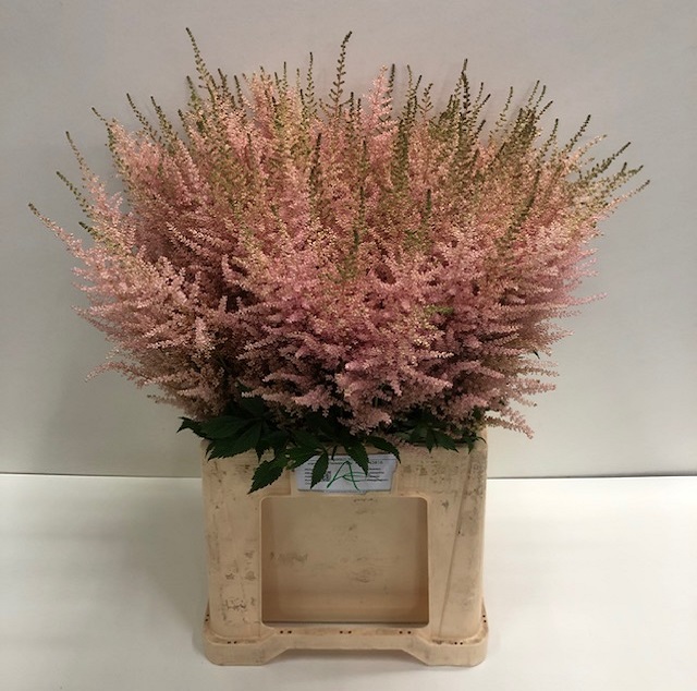 Astilbe avalanche.jpg